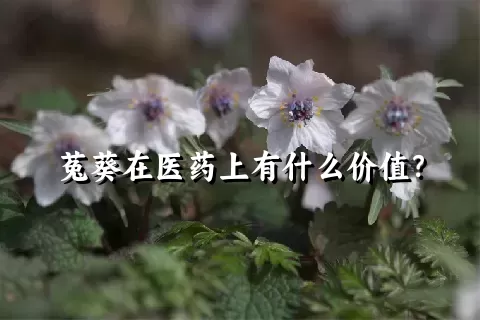 菟葵在医药上有什么价值？