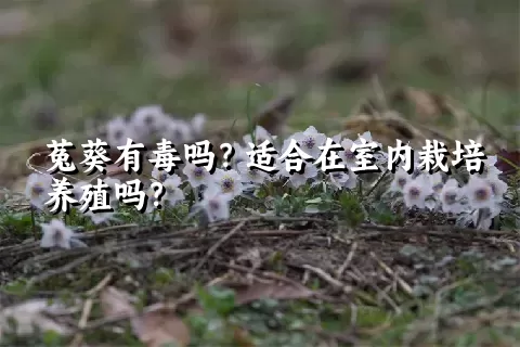 菟葵有毒吗？适合在室内栽培养殖吗？