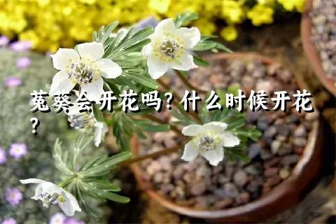 菟葵会开花吗？什么时候开花？