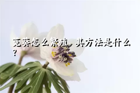 菟葵怎么繁殖，其方法是什么？