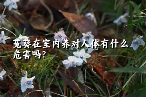 菟葵在室内养对人体有什么危害吗？