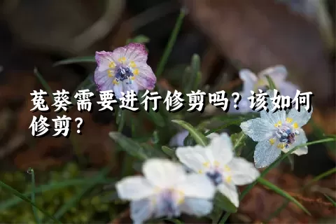 菟葵需要进行修剪吗？该如何修剪？