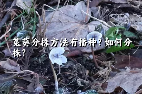 菟葵分株方法有播种？如何分株？