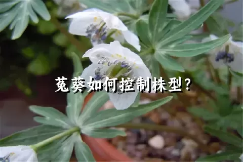 菟葵如何控制株型？