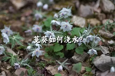 菟葵如何浇水？