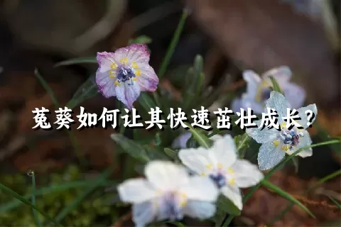 菟葵如何让其快速茁壮成长？