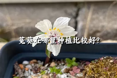 菟葵在哪里种植比较好？