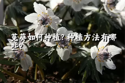 菟葵如何种植？种植方法有哪些？