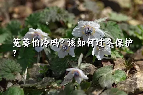 菟葵怕冷吗？该如何过冬保护？