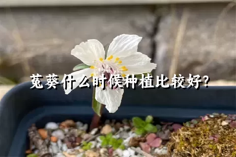 菟葵什么时候种植比较好？