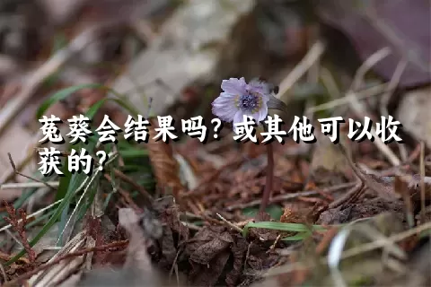 菟葵会结果吗？或其他可以收获的？