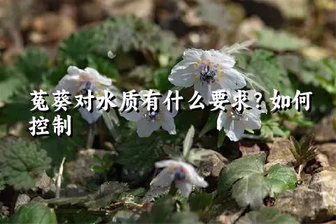 菟葵对水质有什么要求？如何控制