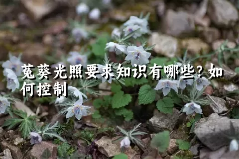 菟葵光照要求知识有哪些？如何控制