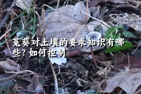 菟葵对土壤的要求知识有哪些？如何控制