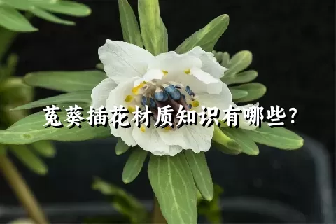 菟葵插花材质知识有哪些？