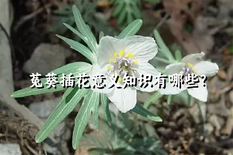 菟葵插花意义知识有哪些？