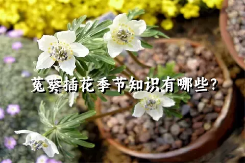 菟葵插花季节知识有哪些？