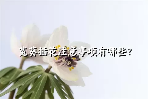 菟葵插花注意事项有哪些？