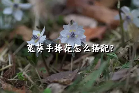 菟葵手捧花怎么搭配？