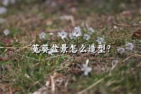 菟葵盆景怎么造型？