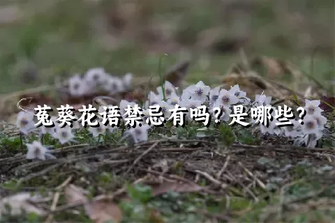 菟葵花语禁忌有吗？是哪些？