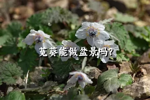 菟葵能做盆景吗？