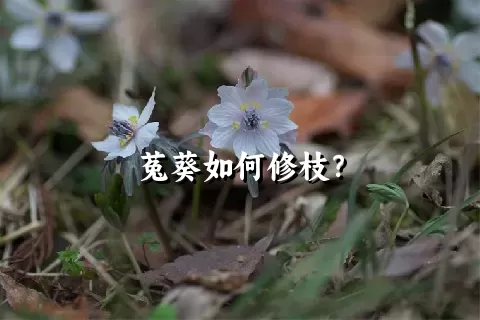 菟葵如何修枝？