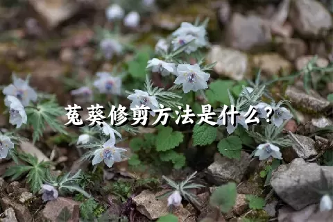 菟葵修剪方法是什么？