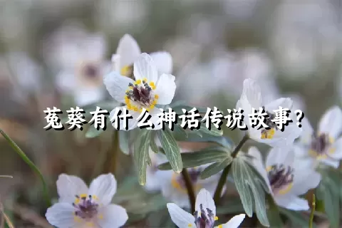 菟葵有什么神话传说故事？