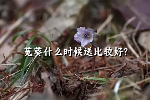 菟葵什么时候送比较好？