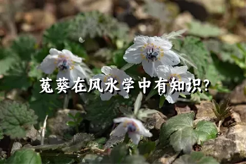 菟葵在风水学中有知识？