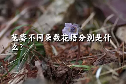 菟葵不同朵数花语分别是什么？