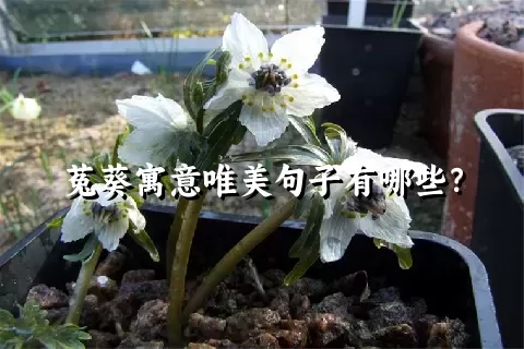 菟葵寓意唯美句子有哪些？