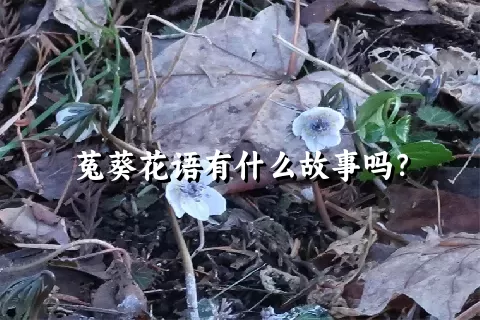 菟葵花语有什么故事吗？