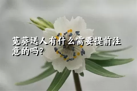 菟葵送人有什么需要提前注意的吗？