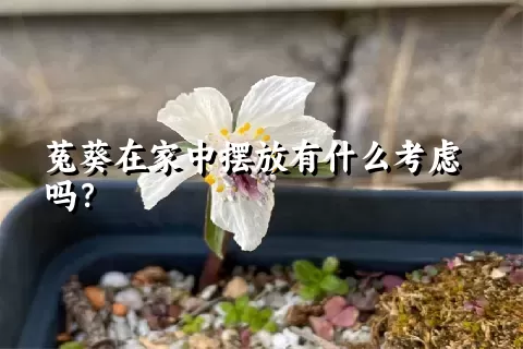 菟葵在家中摆放有什么考虑吗？