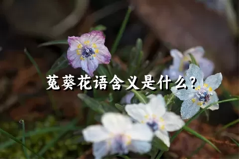 菟葵花语含义是什么？