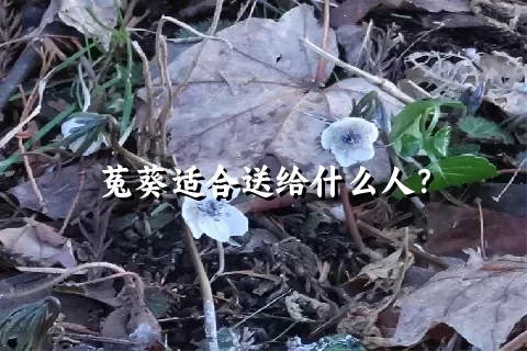 菟葵适合送给什么人？