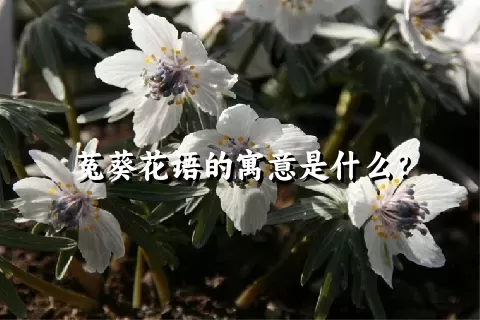 菟葵花语的寓意是什么？