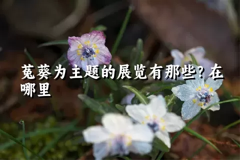 菟葵为主题的展览有那些？在哪里