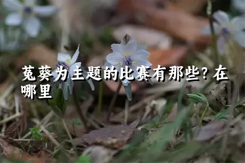 菟葵为主题的比赛有那些？在哪里