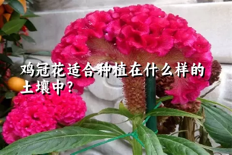 鸡冠花适合种植在什么样的土壤中？