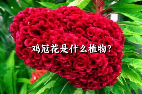 鸡冠花是什么植物？