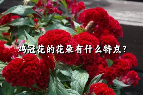 鸡冠花的花朵有什么特点？