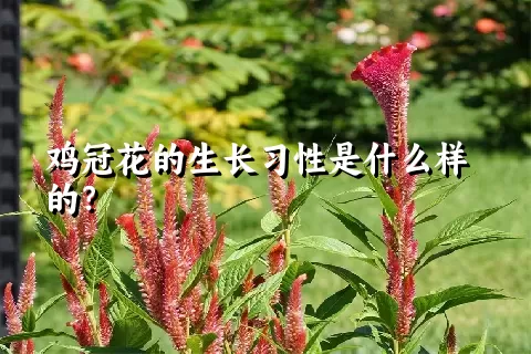 鸡冠花的生长习性是什么样的？