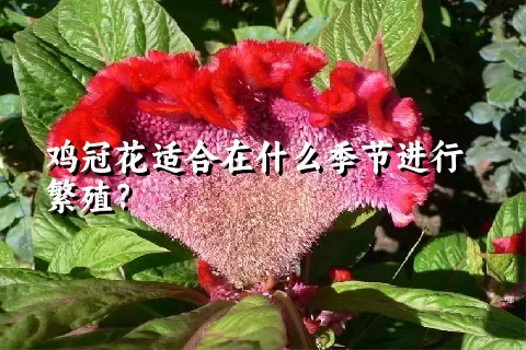 鸡冠花适合在什么季节进行繁殖？