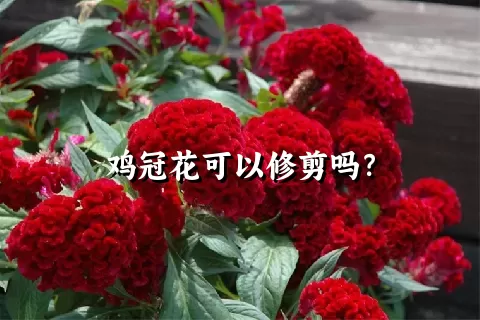 鸡冠花可以修剪吗？