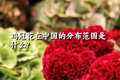 鸡冠花在中国的分布范围是什么?