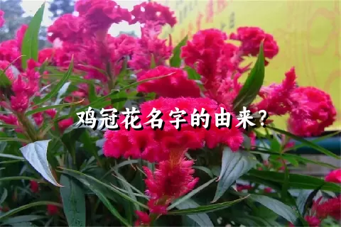 鸡冠花名字的由来？