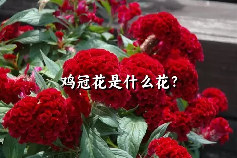 鸡冠花是什么花？